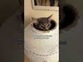 Cats aren’t solid… they just appear everywhere#CatLife#FunnyCats#WeirdCats#CatLogic#catsareliquid