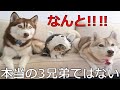 【衝撃】殿堂入りボケてがツッコミどころ満載だったwww70【ツッコミ】