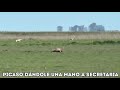 Stud El Rebelde - Galgo vs avestruz
