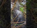 Nature sounds 😍 #asmr #relaks #natura #spacer