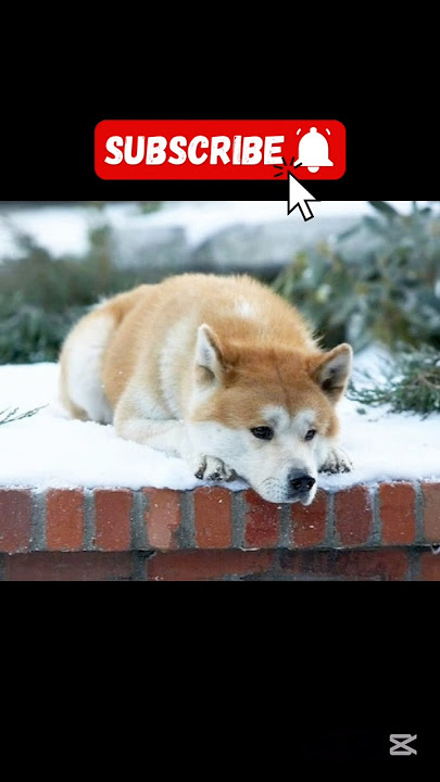 Hachiko Waited 9 Years for his Owner🐶🕊️🥀 #hachiko #dogloyalty #shorts