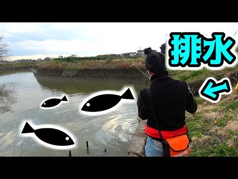 生活排水の前で釣りをしたら・・・