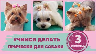 3 варианта причесок для собаки, которые вы сможете повторить 3 варианта причесок для собаки, которые вы сможете повторить