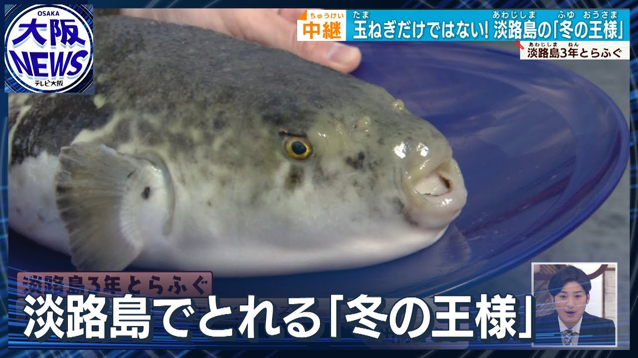 【この冬食べたい！】巨大！淡路島３年とらふぐ美味の秘密は!!　寒い日はあったか「てっちり」で！　養殖の秘密、ふぐの歯を切る？一体なぜ？