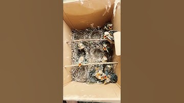 koleksi lolohan anak burung cendet #burung #shors #burungcendet