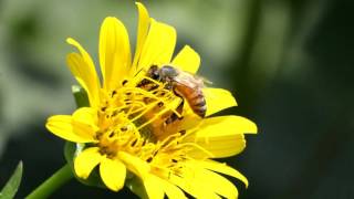 Flowering Plant Library Compass Plant Silphium laciniatum