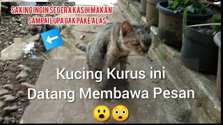 Didatangi kucing yang kurus kelaparan, setelah dikasih makan ternyata ada sesuatu | Kucing misterius