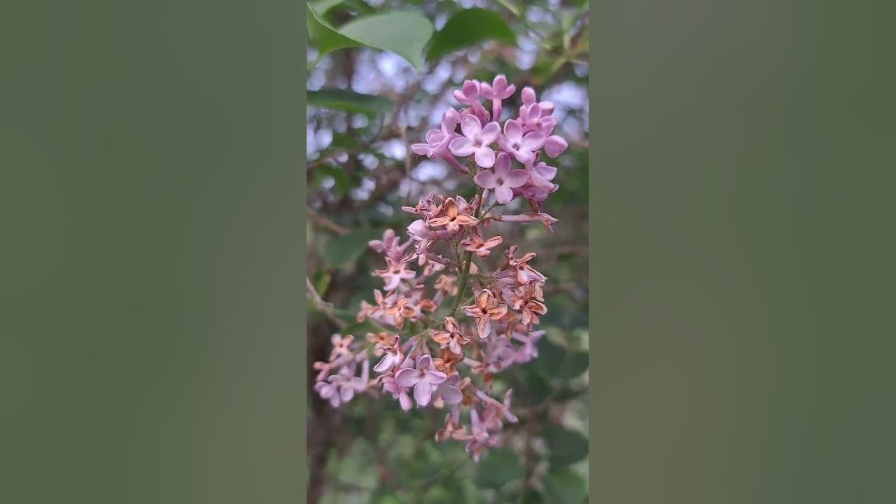 Smell the Lilacs YouTube