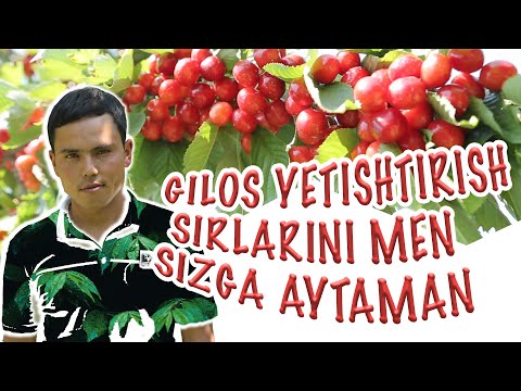 Video: Gilos pomidorini ekish: gilos pomidorini qanday etishtirish kerak