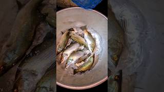 From where to get baby bream Vetki Fish  the answer will be Naihati West Bengal India