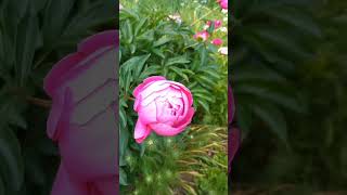 Peonies flowers  @buhayayganyan #flower #blossoms #flowerblooming #trendingvideo #flowers