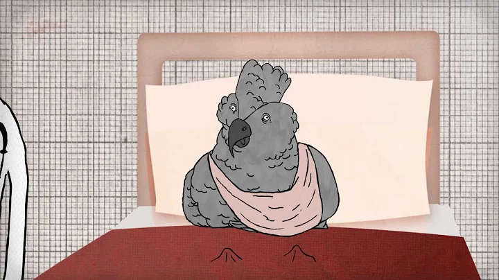 CBBC: Ministry of Curious Stuff - Grey Parrot