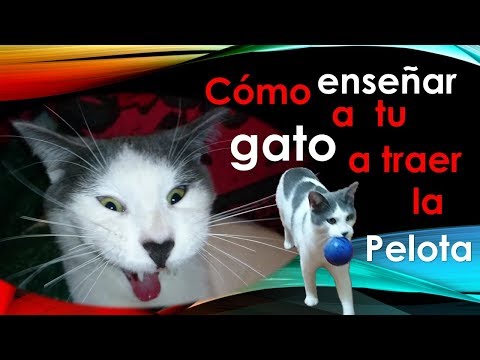 Video: Cómo Enseñarle A Un Gato A Buscar