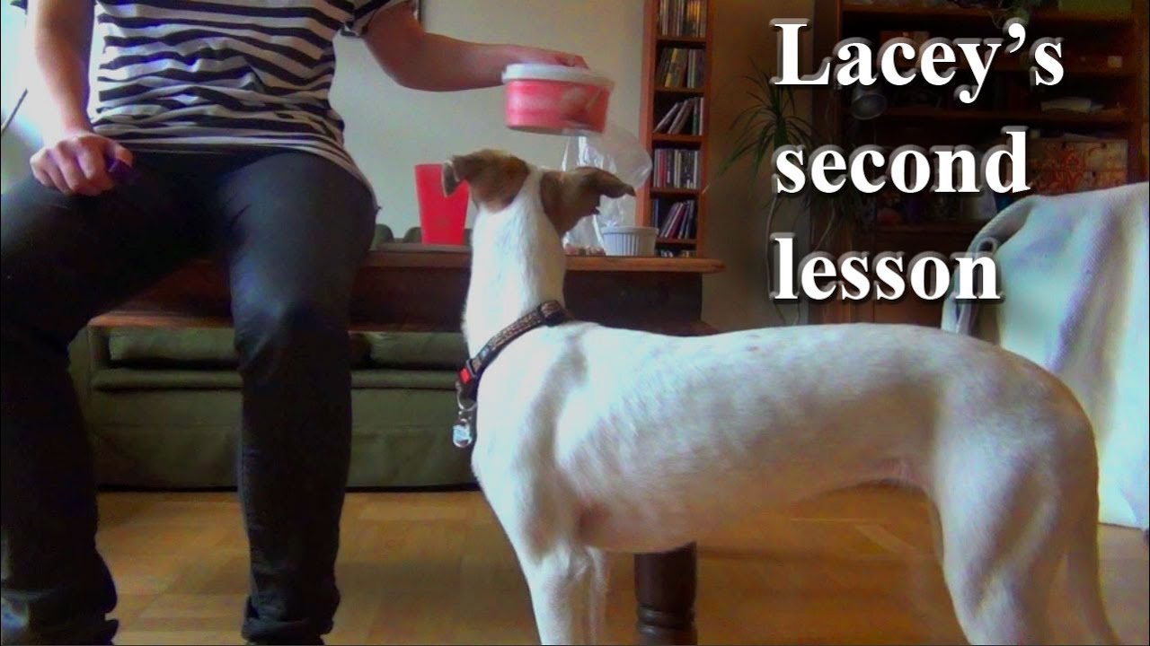 puppy paradise Lacey's Second Lesson clicker training
