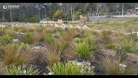 Inspection of Filterra® bioretention at Ingleburn, NSW