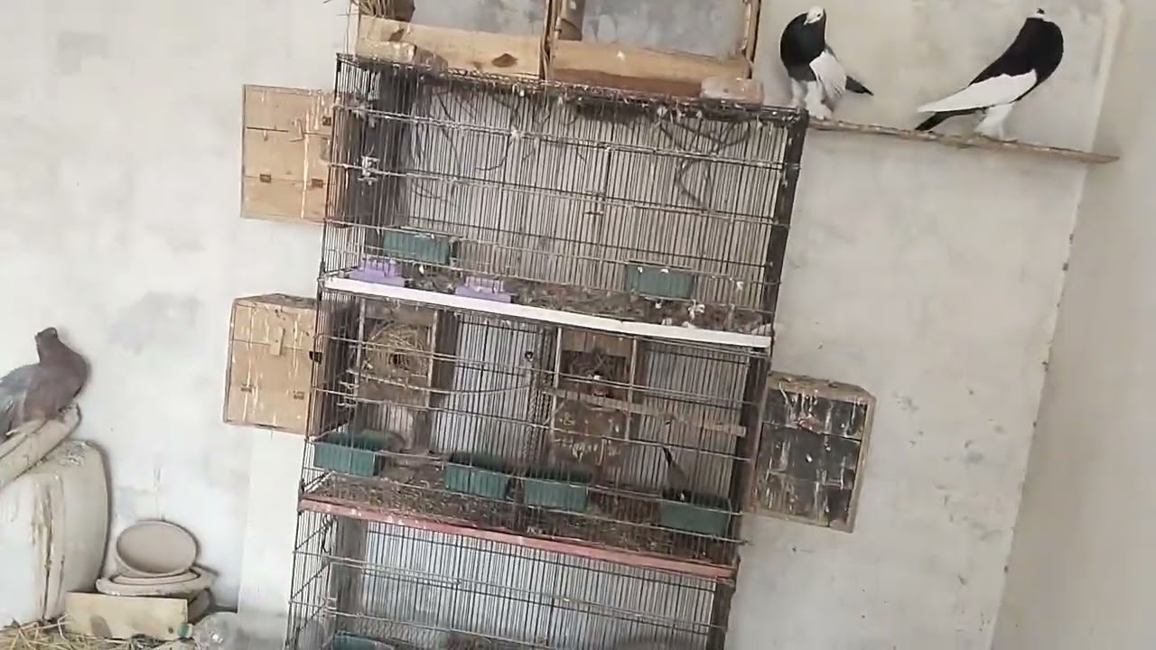 Birds care vlog | Sunday Ramadan Kareem 2026