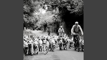 Pulsating Ambiance for Calm Puppies