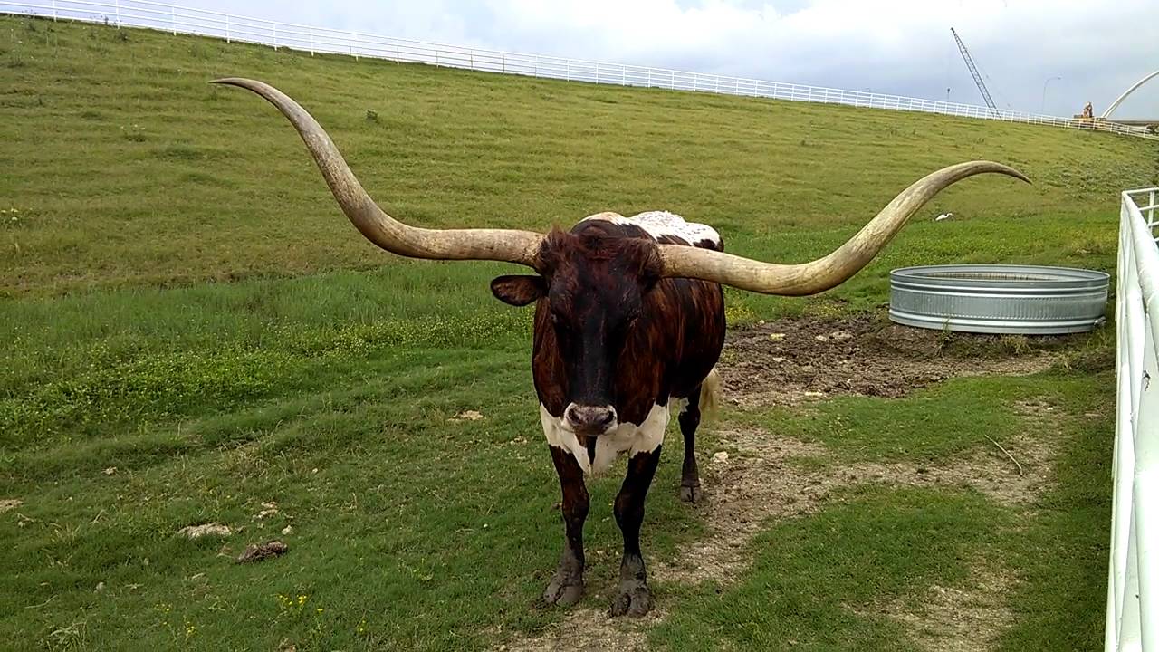 Longhorn at Fuel City, Dallas. YouTube