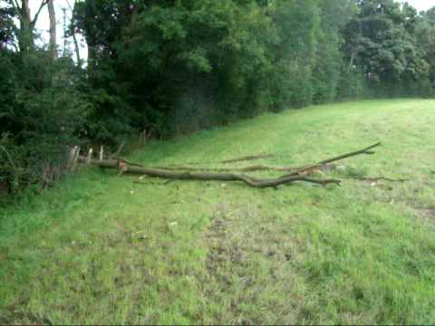 Ripping Down a Tree with Rope