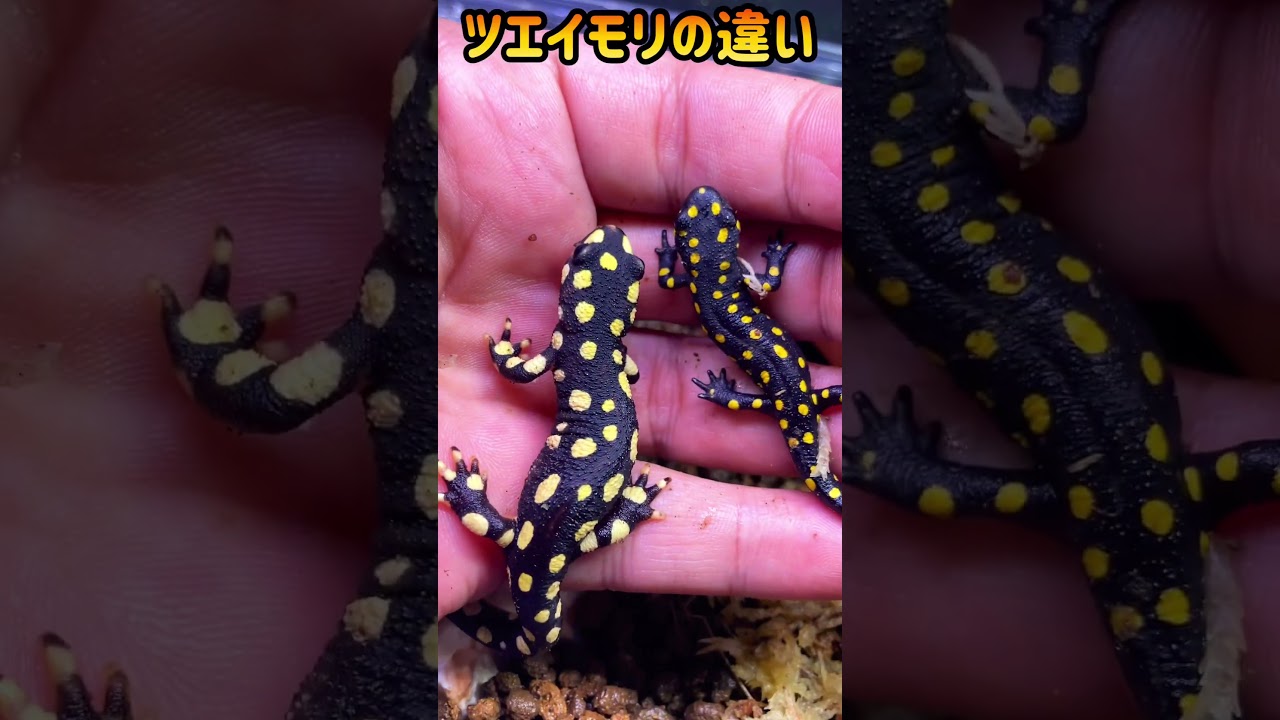 クロカタスツエイモリとストラウヒツエイモリ - YouTube