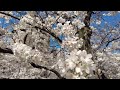 [4K] Tokyo Sakura Walk - Cherry Blossom in full bloom in Nakameguro and Jakuzure Green River Way