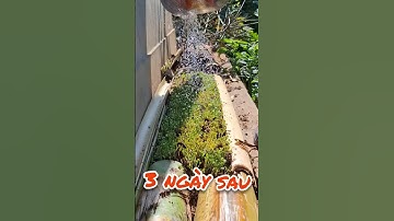 trồng rau trên cây chuối đã có kết quả#garden