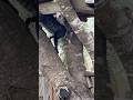 Cats hanging out in the tree until one nudges the other one to get down. #catvideos #pets