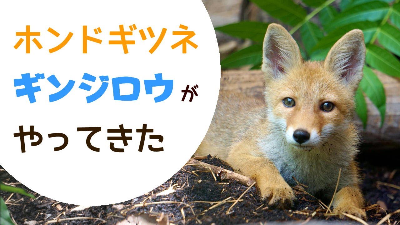 福岡市動物園 ホンドギツネ ギンジロウ がやってきた Youtube