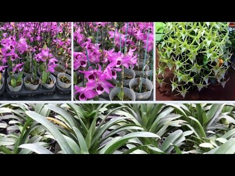 Video THANH TÚ: BÁN SAO BIỂN VÀ TRẦM LÁ BIÊN... - youtube