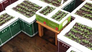 7/2(火) 今日の 「はこ畑」　レタスミックス 2度目の収穫 新感覚の家庭菜園