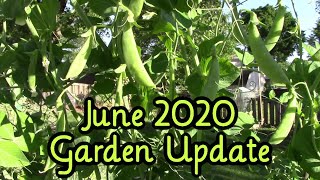 June 2020 Garden Update ~ Backyard Veggie Garden