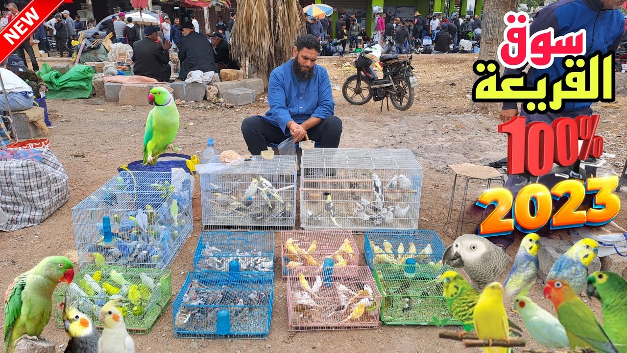 سوق القريعة🔥تعرف على أتمنة مختلف أنواع الطيور حصريا على قناتكم عالم الطيور فرجة ممتعة#سوق_القريعة