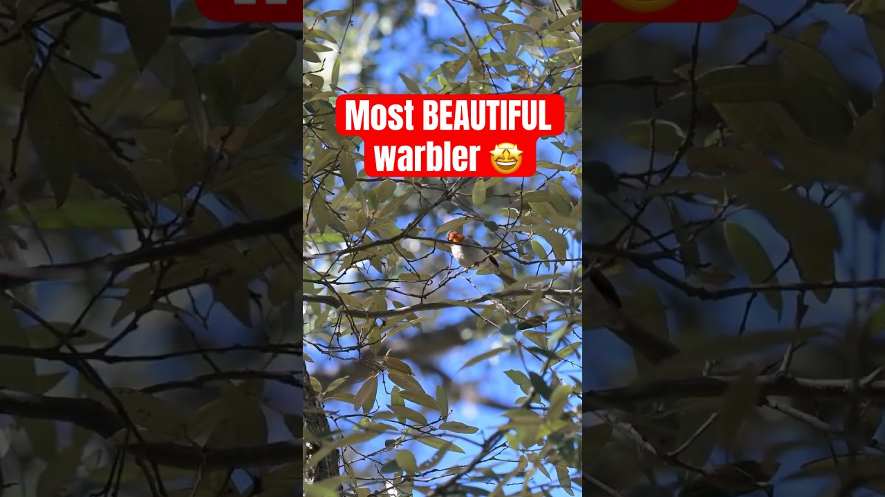 Finding the most BEAUTIFUL warbler!!