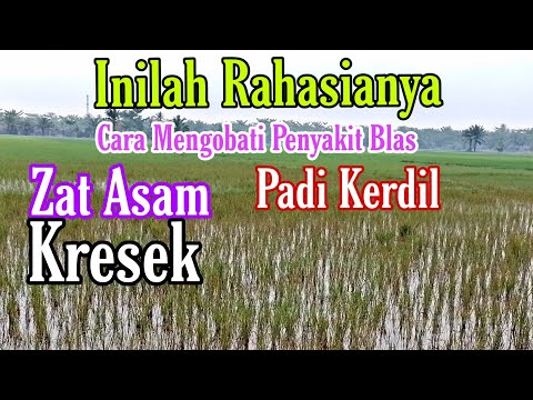 Video Inilah Rahasianya cara mengobati penyakit Blas.Zat... - youtube