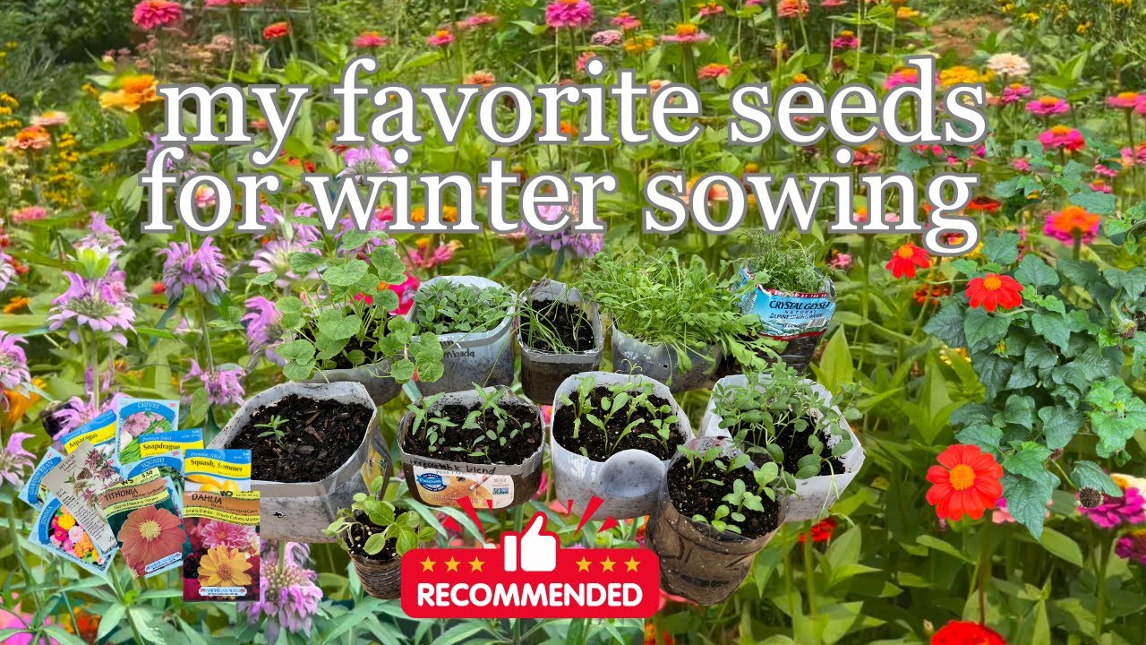My Favorite Seeds for Winter Sowing (Tried-and-True Picks + Bonus Favorites!) | The Southern Daisy