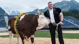 Das Unspunnen Schwingfest aus Sicht vom Siegermuni „Gottlieb“ | MIGROS