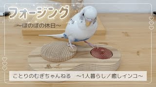 【セキセイインコ】休日、可愛いインコと遊ぶ☺️