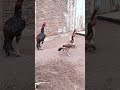 índio Bico curto Crista ferrão!🐓🖤 Pajé e suas matrizes Jacutinga e a Ema🔥 #aves #animal #musica