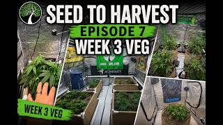 EP|7 Week 3 Veg