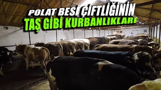 Ankara da Bulunan Polat Besi Çiftliğindeki Kurbanlık Hisse Fiyatları