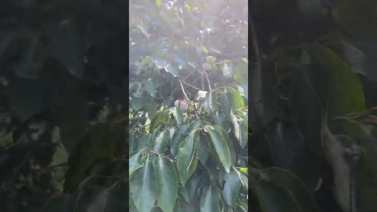 Hillbilly Central 🐓