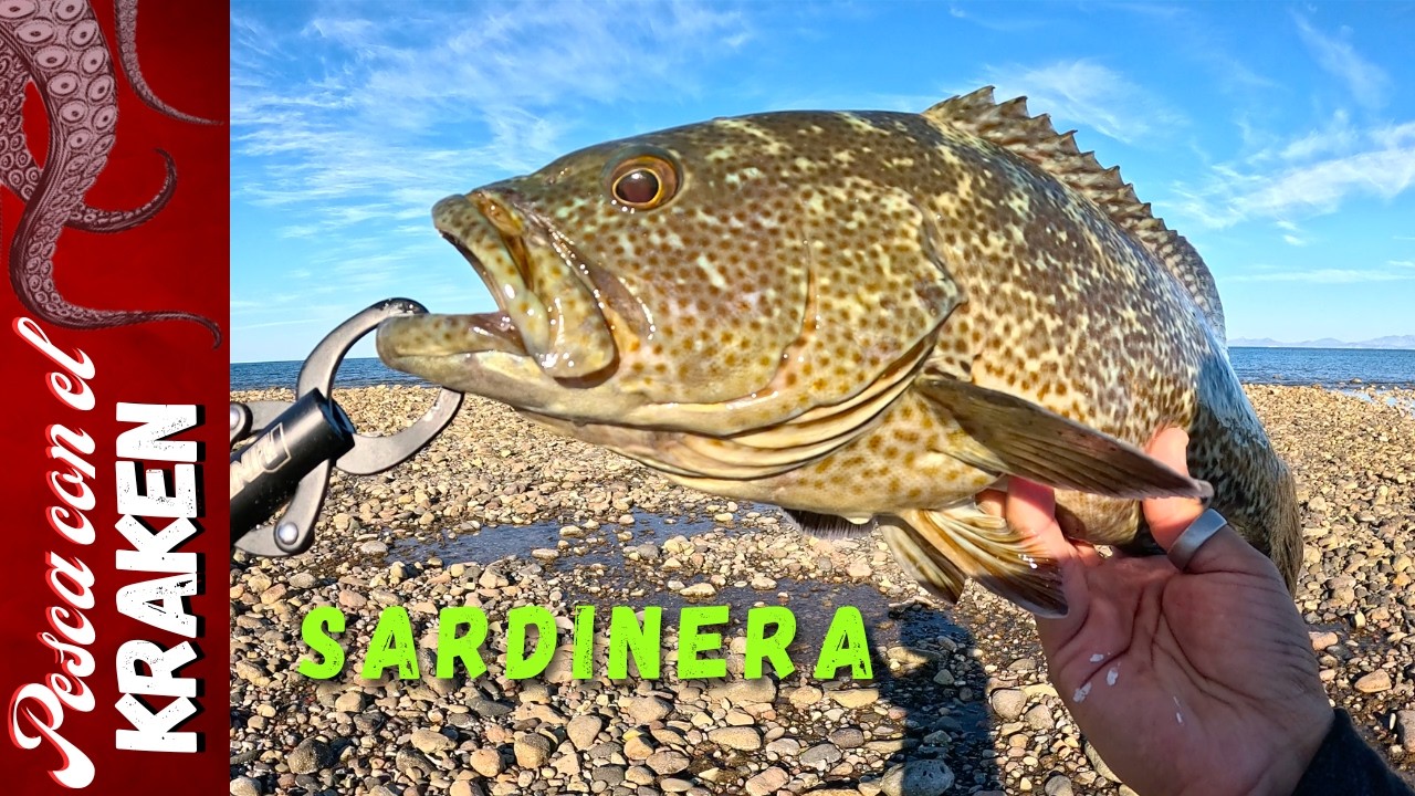 PESCA EN PIEDRA | GROUPER FISHING