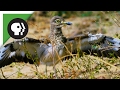 Is the Dikkop the Bravest Bird in the World?