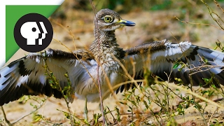 Is the Dikkop the Bravest Bird in the World?