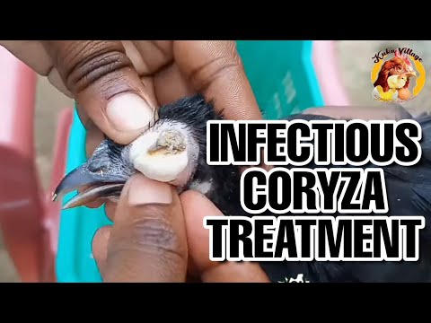 Infectious Coryza Treatment and How to OverCome It