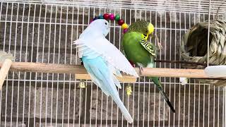 Happy Budgies Sounds and listening Outside birdies sounds