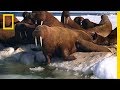 A walrus pups swimming lesson  animal 24