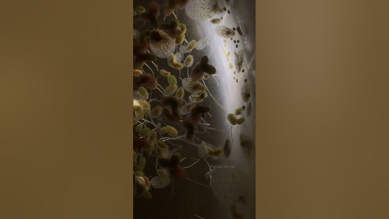 All my duckweeds are dead #shorts #fishes #aquarium #fishing #fish #colourfish #duckweed