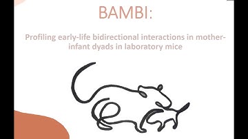 BAMBI: profiling early-life bidirectional interactions in mother-infant dyads in laboratory mice