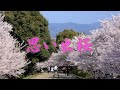 思い出桜